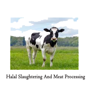 Whole Caw 100 kg with  Halal slaughtering and meat processing