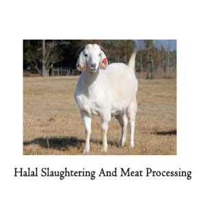 Whole Goat 50kg  with  (Halal slaughtering and meat processing)