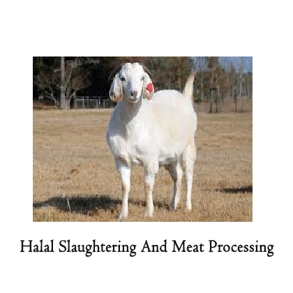 Whole Goat 50kg  with  (Halal slaughtering and meat processing)