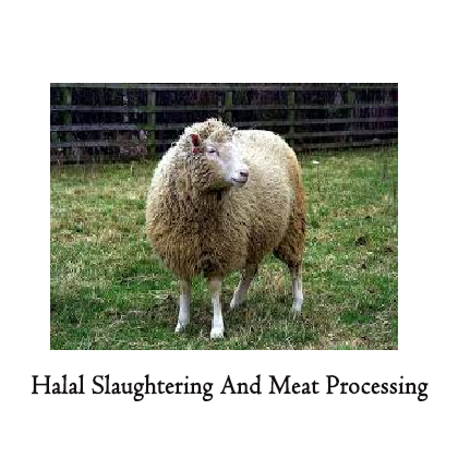 Whole Sheep 50kg (Halal slaughtering and meat processing)
